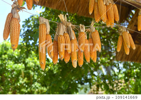Dried maize hanging under the sun Dried maize hanging under the sun 109141669