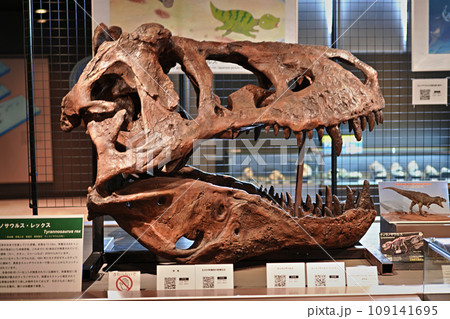 むかわ町穂別博物館 テラノサウルス・レックス 109141695
