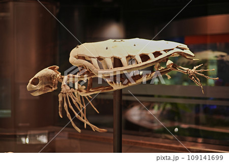 アカウミガメ化石（北海道・むかわ町） 109141699