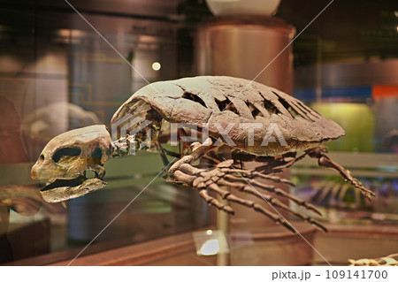 メソダーモケリスの化石(北海道・むかわ町) メソダーモケリスの化石(北海道・むかわ町) 109141700