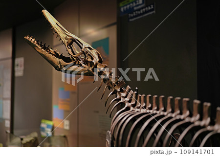 フォスフォロサウルス・ポンペテレガンスの全身復元模型 109141701