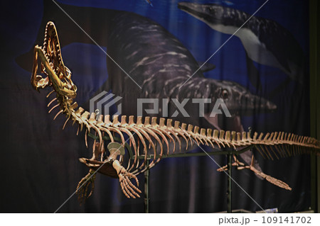 フォスフォロサウルス・ポンペテレガンスの全身復元模型 109141702