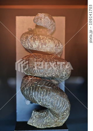 むかわ町穂別博物館 アンモナイト むかわ町穂別博物館 アンモナイト 109141703