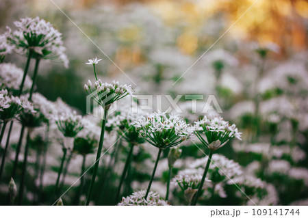 Allium tuberosum white small flowers bloom. A group of blossoming plants in garden. White bear garlic spring flowers wallpaper. Flowering meadow. Leek flowers on a sunny lawn. Springtime chives flower 109141744