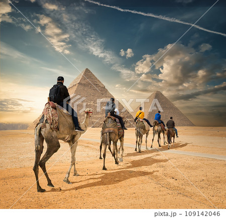 Camel caravan in Giza Camel caravan in Giza 109142046