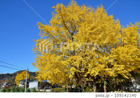 埼玉県皆野町国神の姫銀杏と国神の大銀杏 109142140