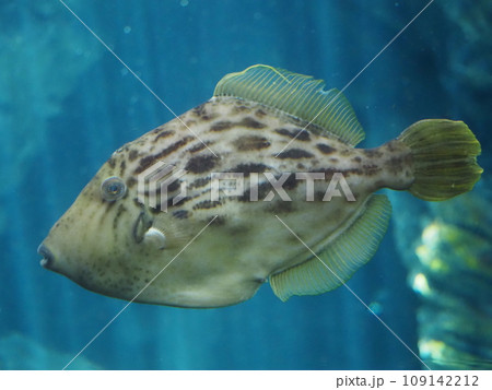 水族館　海水魚　カワハギ 109142212