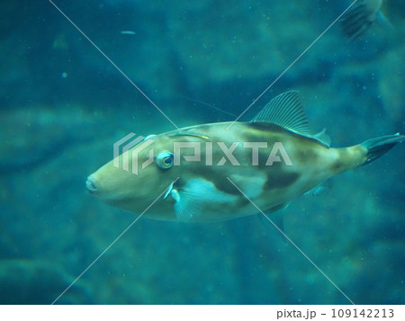 水族館 海水魚 ウマヅラハギ 水族館 海水魚 ウマヅラハギ 109142213