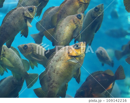 水族館 海水魚 タケノコメバル 水族館 海水魚 タケノコメバル 109142216