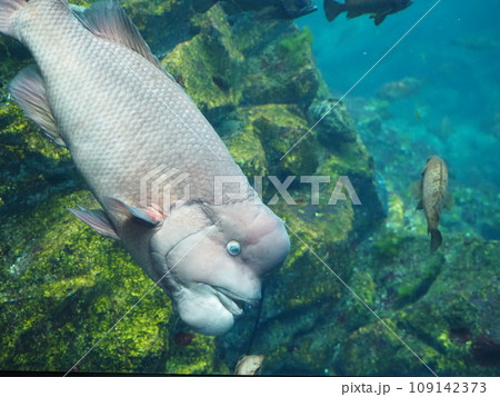 水族館 海水魚 コブダイ 水族館 海水魚 コブダイ 109142373