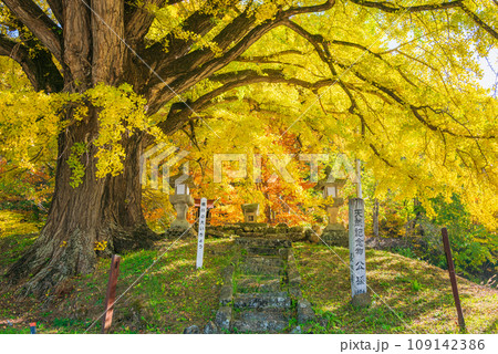 【秋】横川の大イチョウ【松本市四賀】 109142386