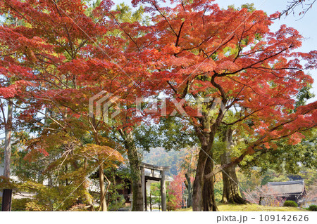 南禅寺参道の紅葉 南禅寺参道の紅葉 109142626