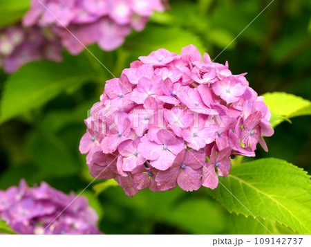 梅雨に咲くピンク色の紫陽花 梅雨に咲くピンク色の紫陽花 109142737