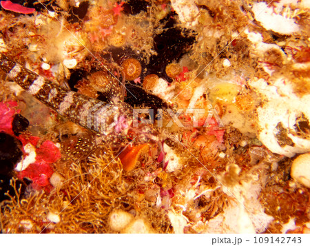 海底に擬態するヘビギンポ 海底に擬態するヘビギンポ 109142743
