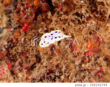 小さくてかわいいシロウミウシ 小さくてかわいいシロウミウシ 109142744
