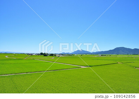 弥彦山　角田山と田園風景（新潟県） 109142856