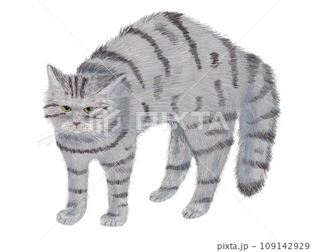 やんのかステップ猫サバ寅 109142929