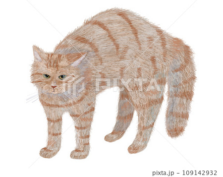 やんのかステップ茶寅猫 109142932