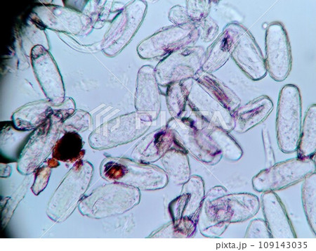 顕微鏡を使った分生子の観察 顕微鏡を使った分生子の観察 109143035