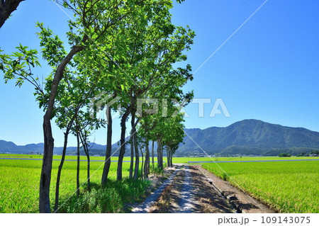 夏井のはさ木 夏の風景(新潟県) 夏井のはさ木 夏の風景(新潟県) 109143075