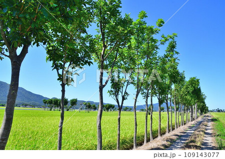 夏井のはさ木　夏の風景（新潟県） 109143077