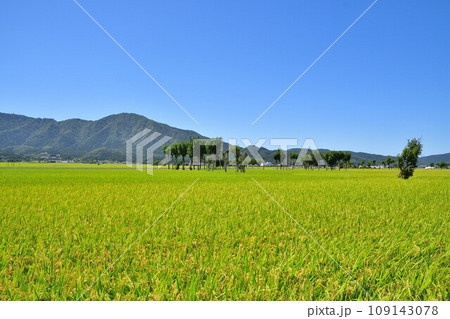 夏井のはさ木 夏の風景(新潟県) 夏井のはさ木 夏の風景(新潟県) 109143078