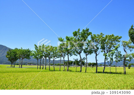 夏井のはさ木　夏の風景（新潟県） 109143090