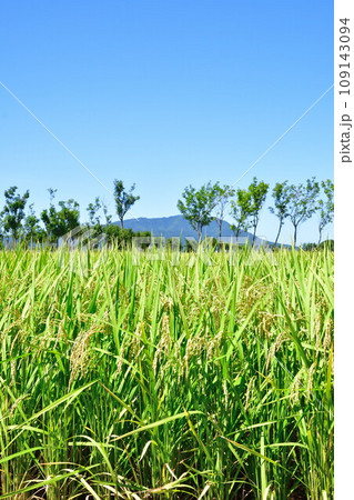 夏井のはさ木 夏の風景(新潟県) 夏井のはさ木 夏の風景(新潟県) 109143094