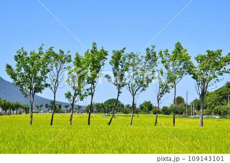 夏井のはさ木 夏の風景(新潟県) 夏井のはさ木 夏の風景(新潟県) 109143101