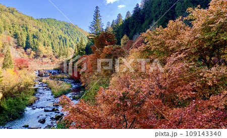 秋晴れの青空に映える名倉川沿いの紅葉〈大井平公園/愛知県豊田市〉 109143340