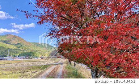 紅葉と秋晴れの青空が映える名倉川の田園風景〈愛知県北設楽郡〉 109143453