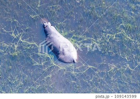 Aerial shot of an hippopotamus submerged in the Okavango Delta 109143599