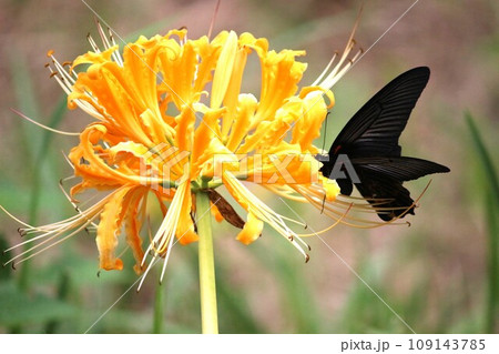 明日香 明日香 109143785