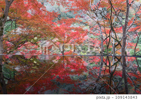 染色アートと紅葉の嵐山祐斎亭 染色アートと紅葉の嵐山祐斎亭 109143843