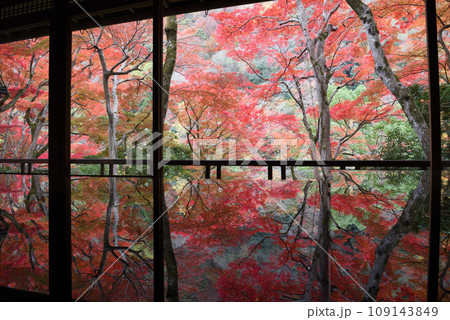 染色アートと紅葉の嵐山祐斎亭 109143849