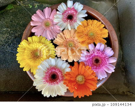 11月の花手水(ガーベラ)〈菅生神社/愛知県岡崎市〉 109144134