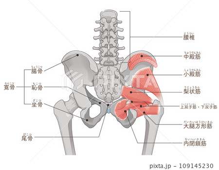 梨状筋、内閉鎖筋、大腿方形筋、小殿筋、中殿筋、股関節、骨盤、筋肉、イラスト、illustration 109145230