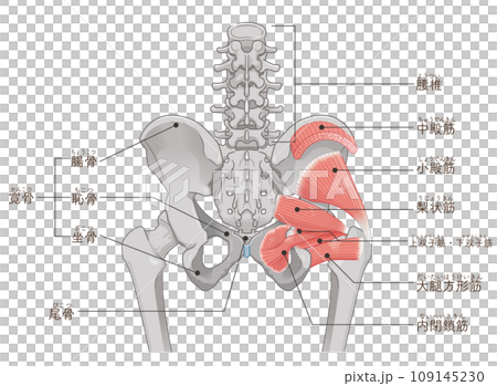 梨状筋、内閉鎖筋、大腿方形筋、小殿筋、中殿筋、股関節、骨盤、筋肉、イラスト、illustration 109145230