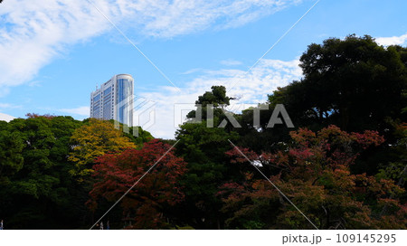 紅葉した木々の間から見える高層ビル 109145295