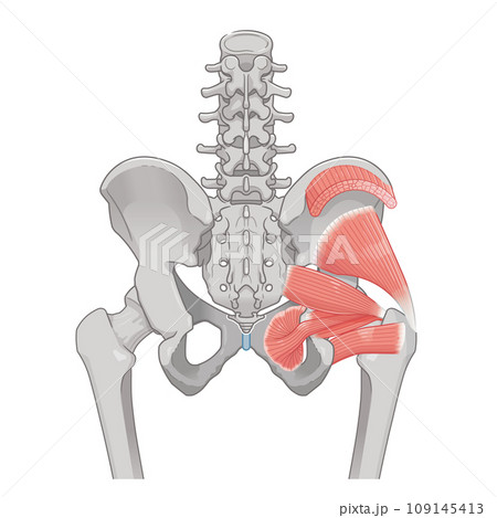 梨状筋、内閉鎖筋、大腿方形筋、小殿筋、中殿筋、股関節、骨盤、筋肉、イラスト、illustration 梨状筋、内閉鎖筋、大腿方形筋、小殿筋、中殿筋、股関節、骨盤、筋肉、イラスト、illustration 109145413