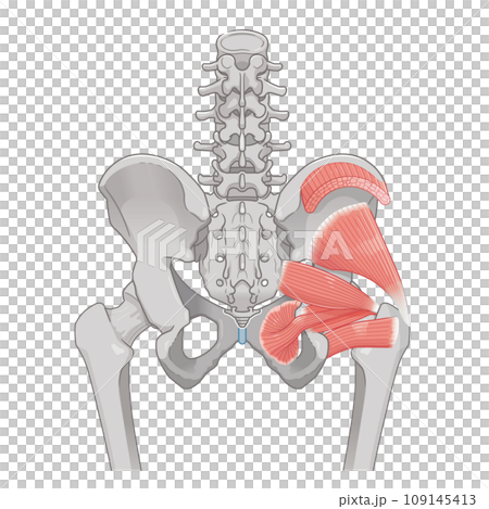 梨状筋、内閉鎖筋、大腿方形筋、小殿筋、中殿筋、股関節、骨盤、筋肉、イラスト、illustration 梨状筋、内閉鎖筋、大腿方形筋、小殿筋、中殿筋、股関節、骨盤、筋肉、イラスト、illustration 109145413