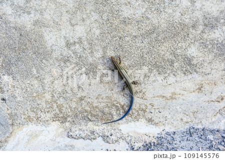 【広島】野呂山　アオスジトカゲ 109145576