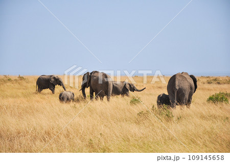 herd of Majestic elephants roaming the African savannah 109145658