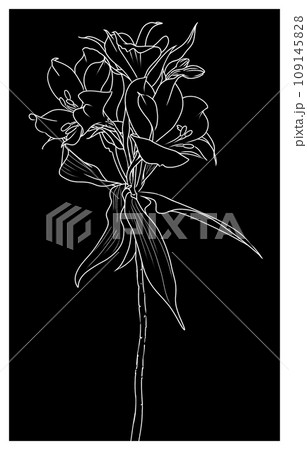 アルストロメリアの線画イラスト 109145828