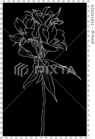 アルストロメリアの線画イラスト 109145828