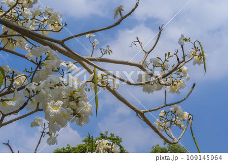 White Tabebuia flowers or Tabebuia heterophylla in blooming season in a tree in Surabaya, East Java, Indonesia. 109145964