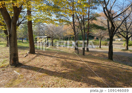 横浜市都筑区の緑道公園ふじやとのみち 横浜市都筑区の緑道公園ふじやとのみち 109146089
