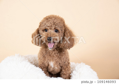 白いベッドに入って笑うトイプードルのルイ 白いベッドに入って笑うトイプードルのルイ 109146093