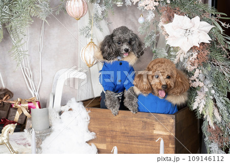 箱に入ったトイプードルのルイとメル 箱に入ったトイプードルのルイとメル 109146112