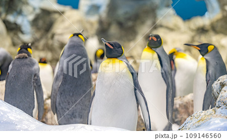penguins in the park penguins in the park 109146560